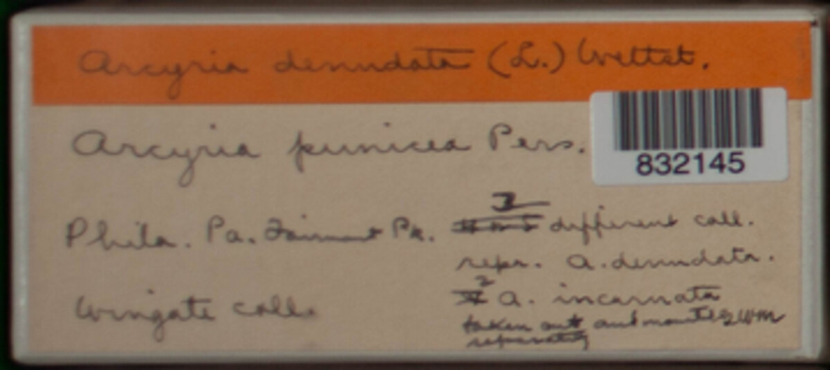 Arcyria denudata image
